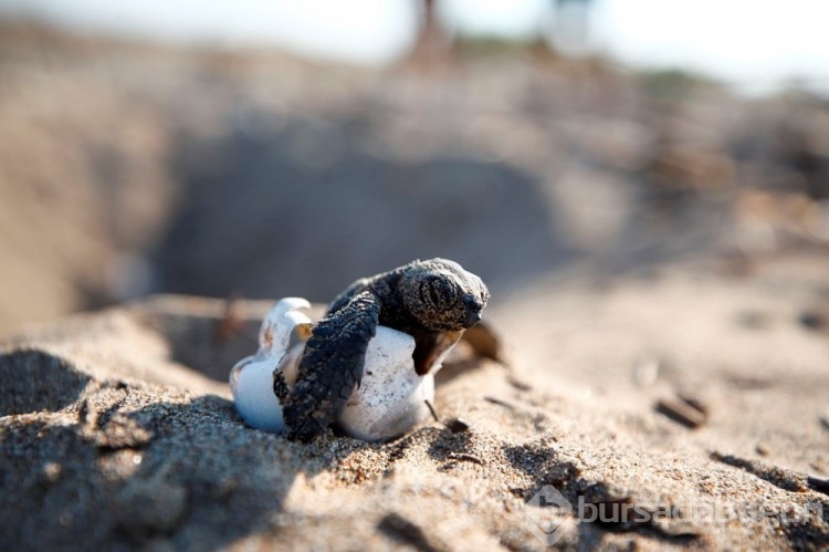 Caretta carettalar Akdeniz'le buluşuyor
