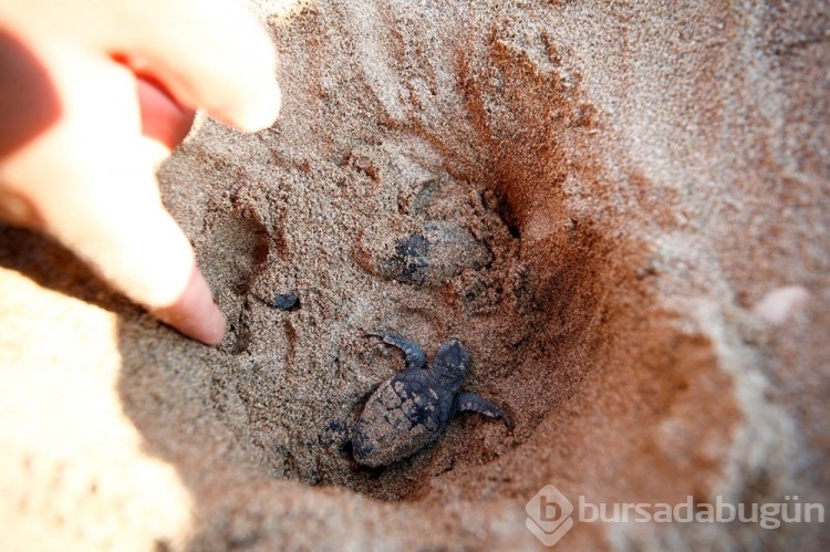 Caretta carettalar Akdeniz'le buluşuyor