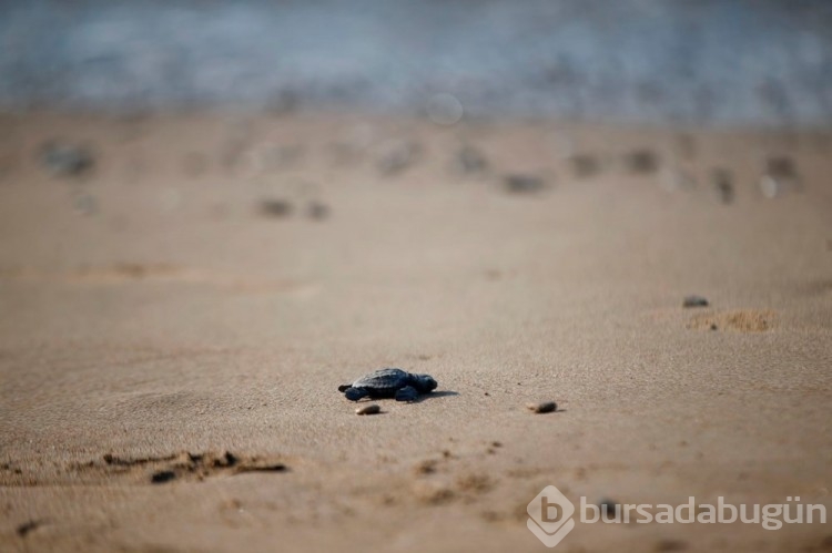 Caretta carettalar Akdeniz'le buluşuyor