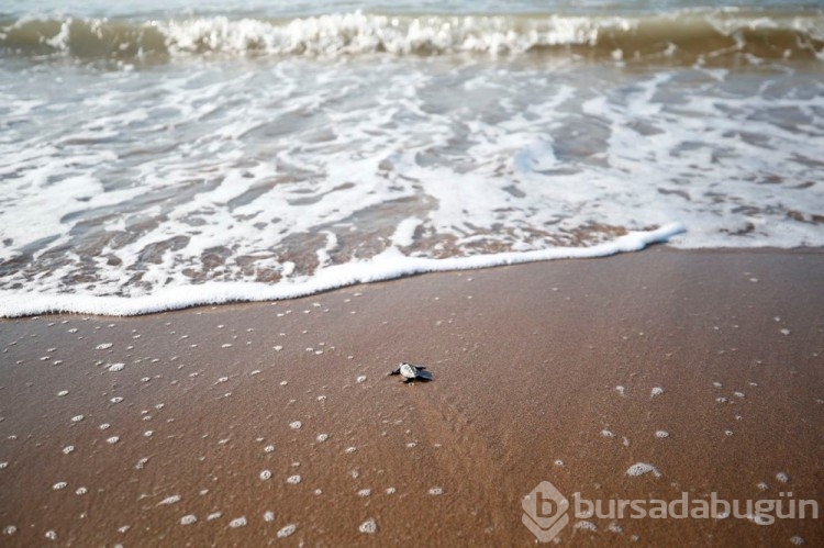 Caretta carettalar Akdeniz'le buluşuyor