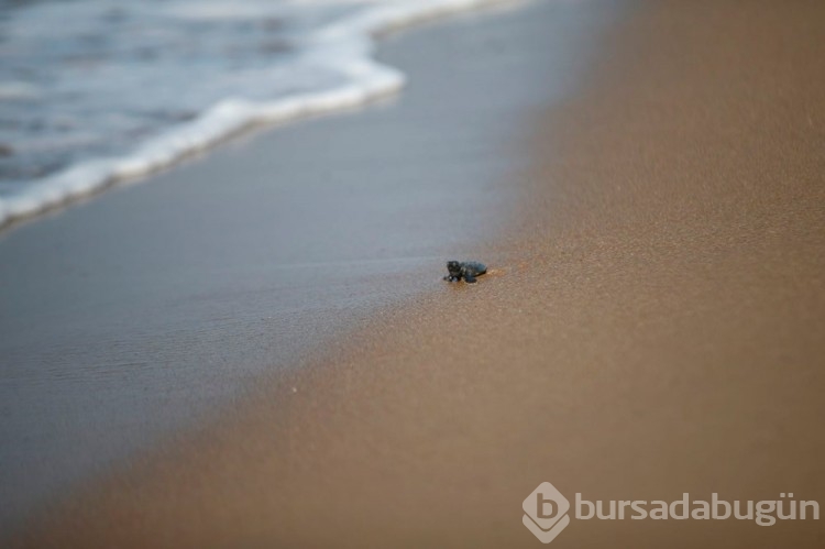 Caretta carettalar Akdeniz'le buluşuyor