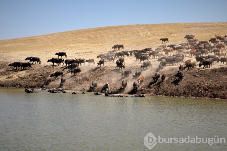 Diyarbakır'da Afrika'yı aratmayan görüntüler ortaya çıktı