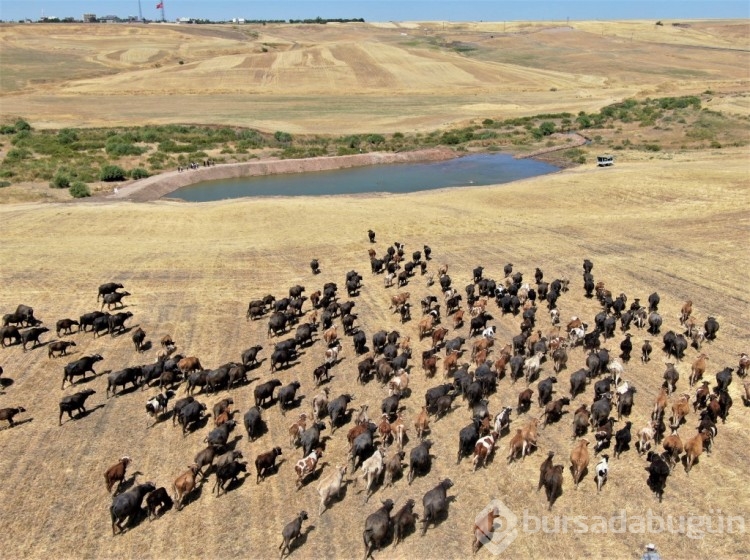 Diyarbakır'da Afrika'yı aratmayan görüntüler ortaya çıktı