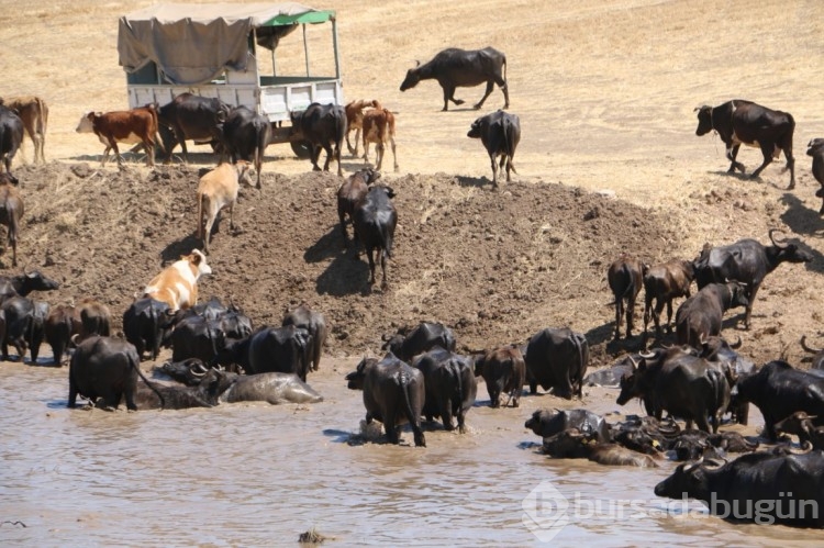 Diyarbakır'da Afrika'yı aratmayan görüntüler ortaya çıktı
