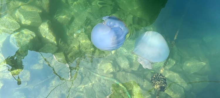 İzmir Foça'da mavi denizanası istilası