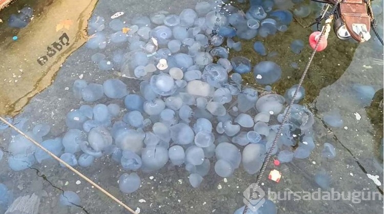 İzmir Foça'da mavi denizanası istilası
