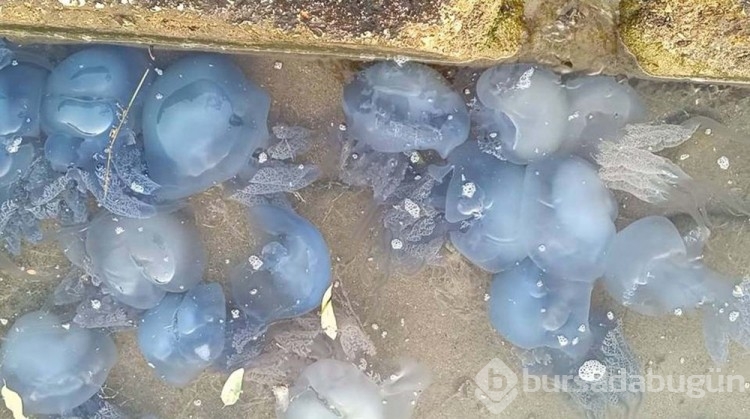 İzmir Foça'da mavi denizanası istilası