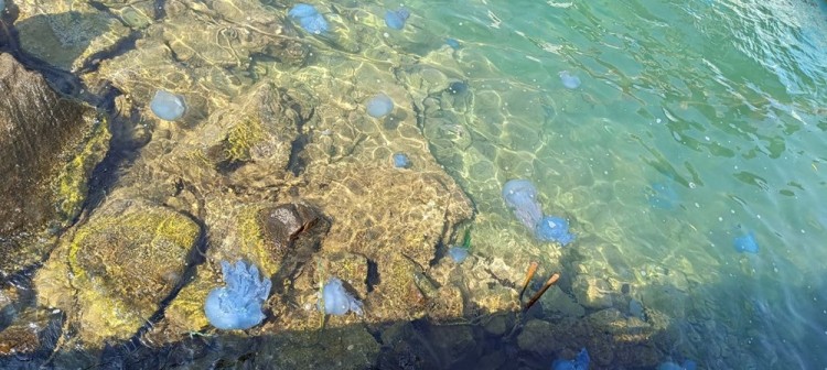 İzmir Foça'da mavi denizanası istilası