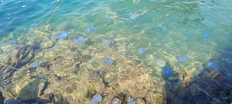 İzmir Foça'da mavi denizanası istilası