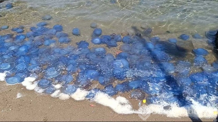 İzmir Foça'da mavi denizanası istilası