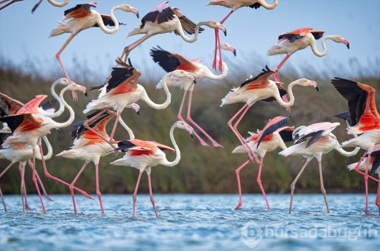 Flamingolar Karacabey'de Kocaçay Deltası'na dönmeye başladı