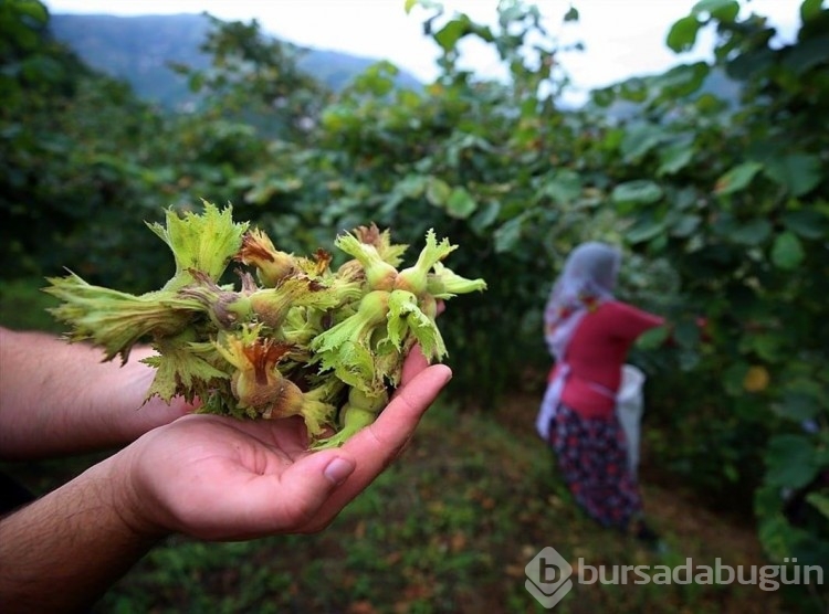 Bu işi yapanlar saatlik 2 bin TL kazanıyor