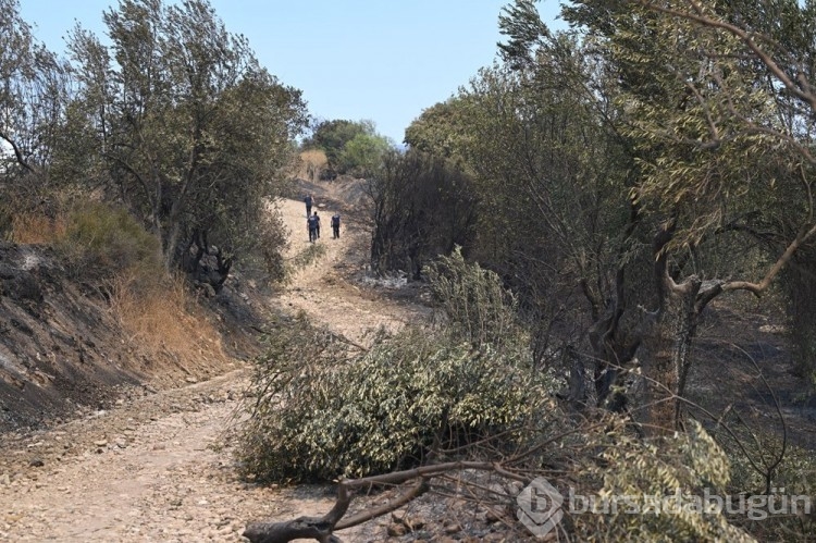 Çanakkale'deki orman yangını kontrol altına alındı