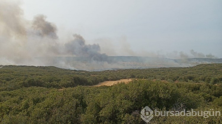 Çanakkale'deki orman yangını kontrol altına alındı