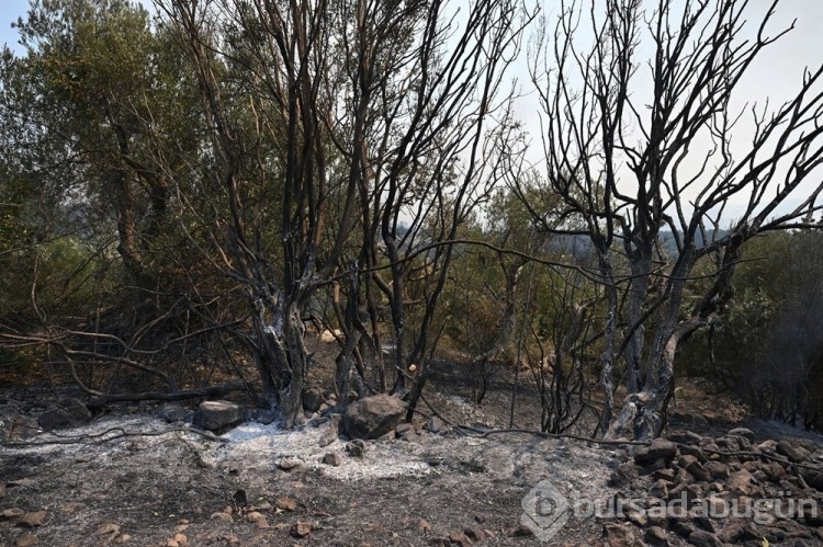 Çanakkale'deki orman yangını kontrol altına alındı