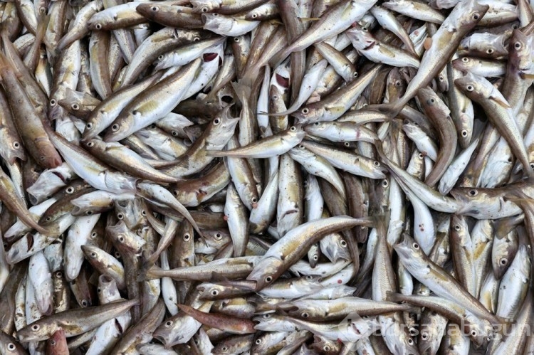 Karadeniz'de mezgit bereketi