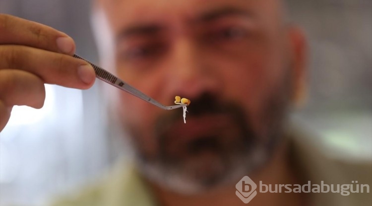 Topraksız üretilen sebze filizleri besin değeriyle fark atıyor