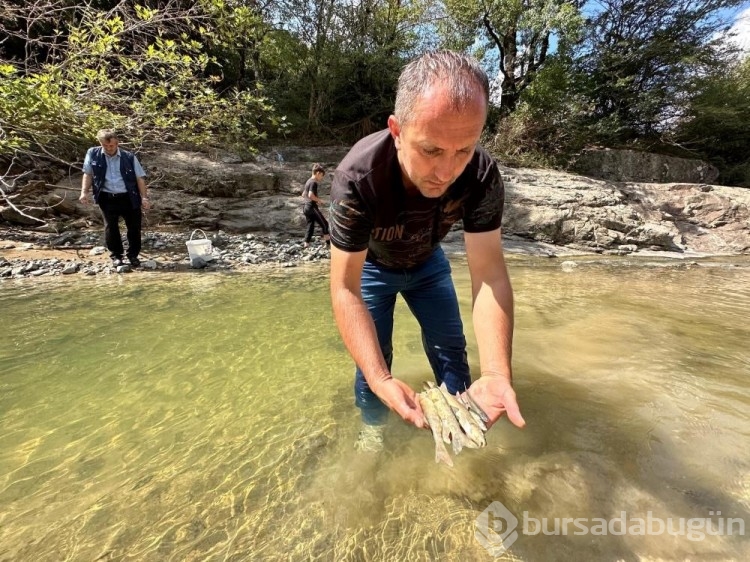 Çimento yüzünden binlerce balık öldü...
