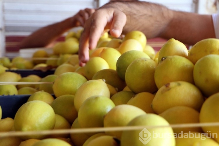 Limon tarlada 3, markette 24 TL