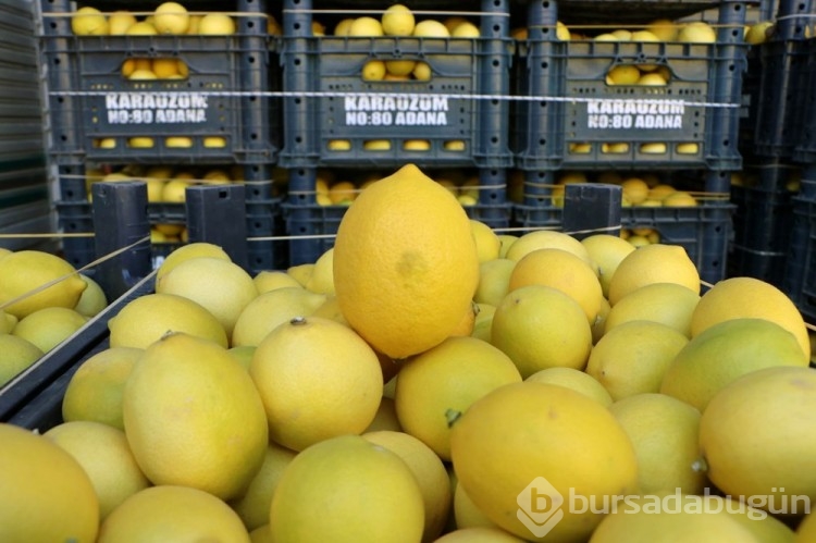 Limon tarlada 3, markette 24 TL