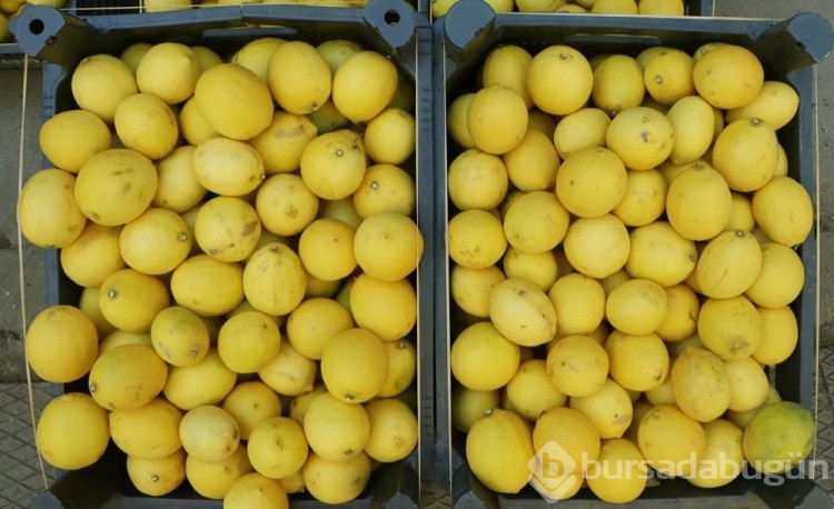 Limon tarlada 3, markette 24 TL