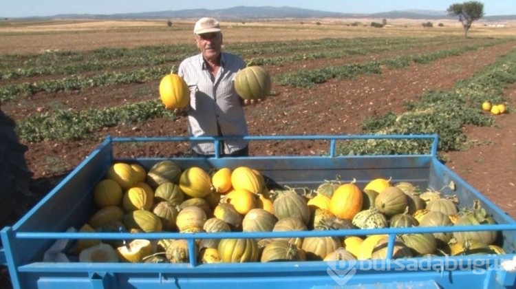 Adını yetiştiği köyden alıyor: 5 aya kadar dayanabiliyor, 12 TL'den satılıyor!