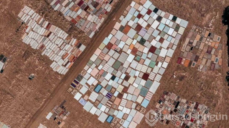 Değerleri milyonlarca lirayı buluyor: Halı tarlasında hasat başladı