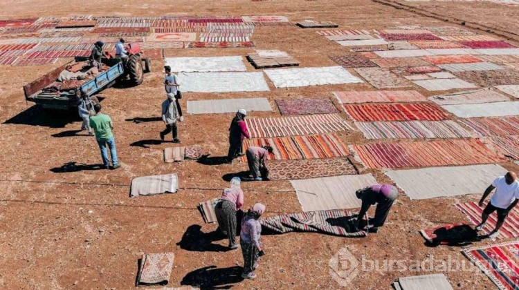Değerleri milyonlarca lirayı buluyor: Halı tarlasında hasat başladı