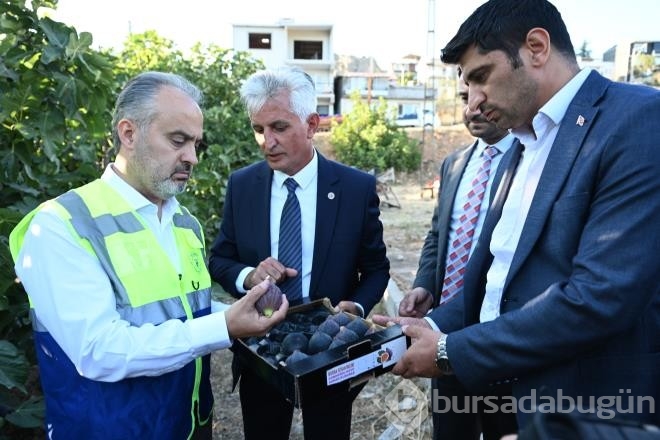 Bursa'nın 'Siyah İncisi'nde Hasat Başladı!