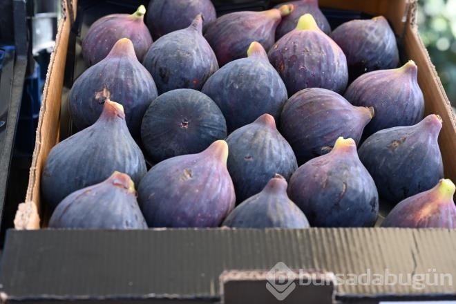 Bursa'nın 'Siyah İncisi'nde Hasat Başladı!