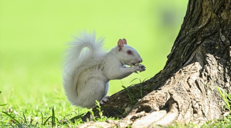 Doğanın nadir canlılarından: Albino sincaplar
