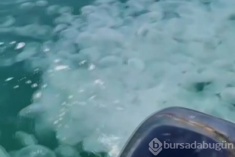 Bursa'da denizanası istilası yaşanıyor!