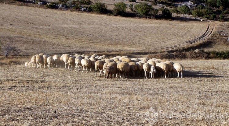25 bin liraya çalışacak kimseyi bulamıyor