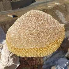 Kaya balı almak için üç bin rakımlı dağa tırmandı!