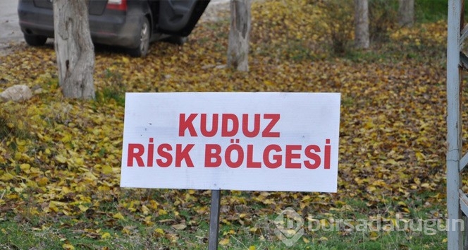 Artvin'de kuduz karantinası!