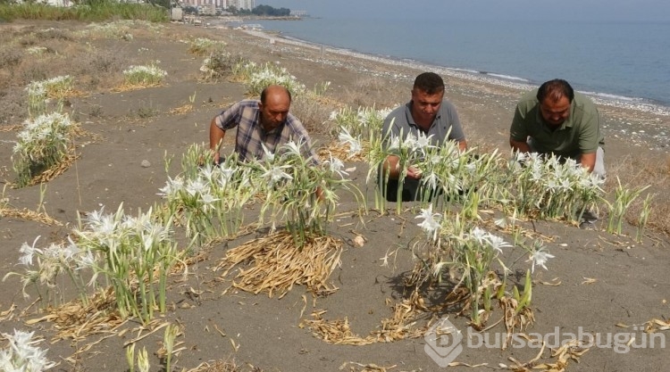 Koruma altındaki "kum zambakları" çiçek açtı