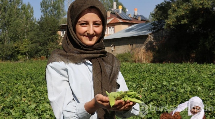 Van'ın 'Gevaş fasulyesi' tescillendi