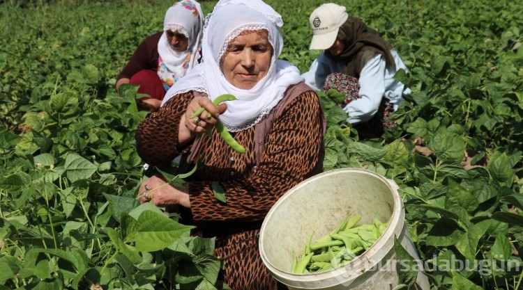 Van'ın 'Gevaş fasulyesi' tescillendi