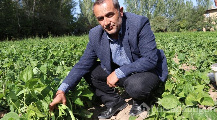 Van'ın 'Gevaş fasulyesi' tescillendi