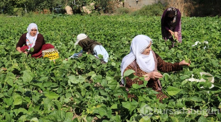 Van'ın 'Gevaş fasulyesi' tescillendi