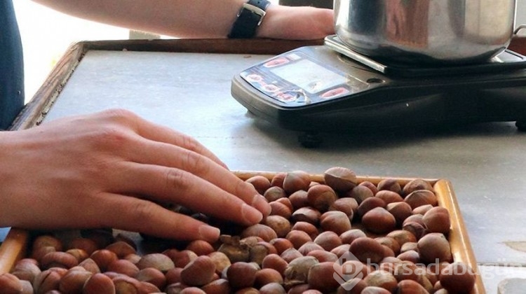 Fındıktaki düşük rekolte üreticinin bu kez yüzünü güldürdü! 
