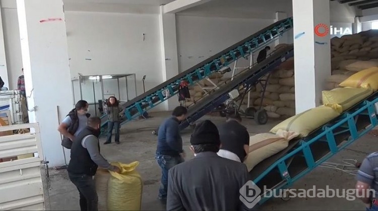 Fındıktaki düşük rekolte üreticinin bu kez yüzünü güldürdü! 
