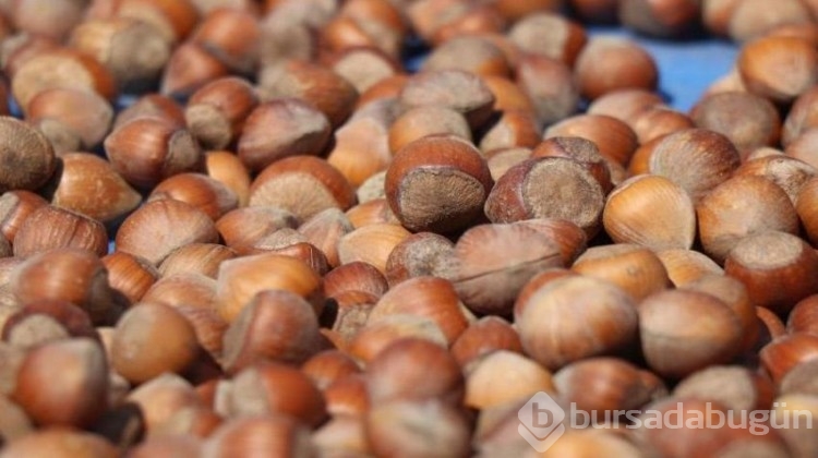 Fındıktaki düşük rekolte üreticinin bu kez yüzünü güldürdü! 
