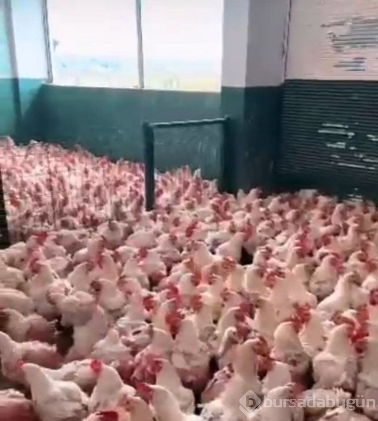 Mülk sahibiyle kiracı arasında kaçak tavuk kesimi kavgası