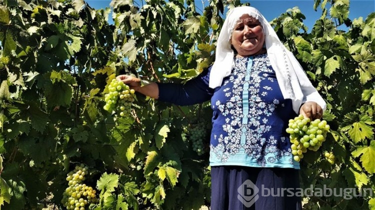 Çavuş üzümünde hasat başladı