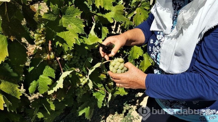 Çavuş üzümünde hasat başladı