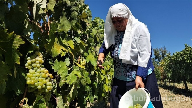 Çavuş üzümünde hasat başladı