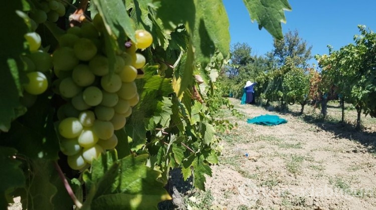 Çavuş üzümünde hasat başladı
