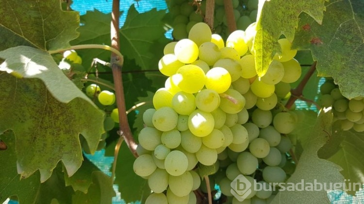 Çavuş üzümünde hasat başladı