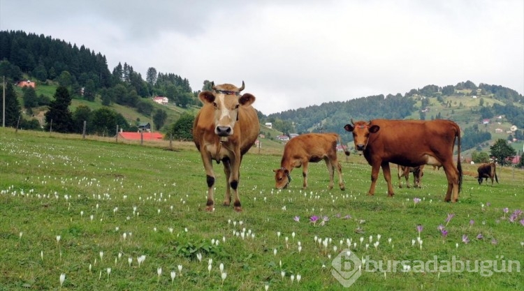 Vargit çiçekleri Karadeniz yaylalarını süslemeye başladı

